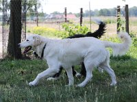 Puppys van Bliss040622-0151